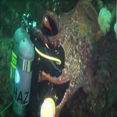 Em vídeo surreal polvo gigante tenta engolir um mergulhador