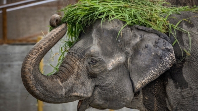 Morre Mali, considerada uma das elefantas 