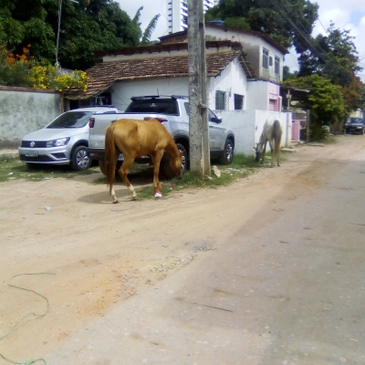 Cavalos soltos pelas ruas do Recife