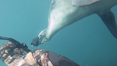 Golfinho faz algo inacreditável e mergulhador grava tudo