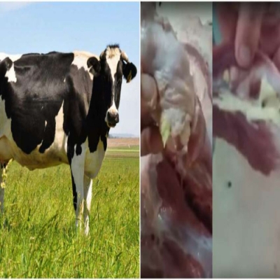 PrÃ­ons, as proteÃ­nas infectantes causadoras da vaca louca