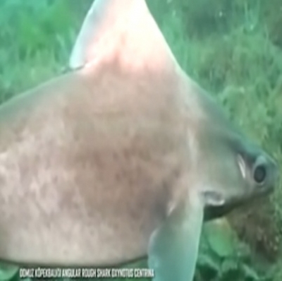 As espécies mais raras de tubarões