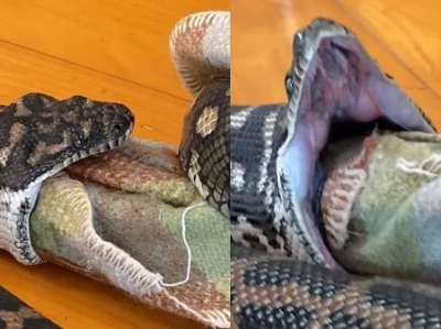 Cobra mira cachorro, mas engole cobertor ao se enganar com cheiro