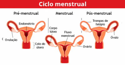 Ciclo menstrual: o que é, fases, calculadora e como funciona