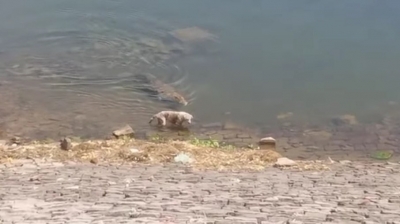Crocodilo devora cachorro na beira do rio