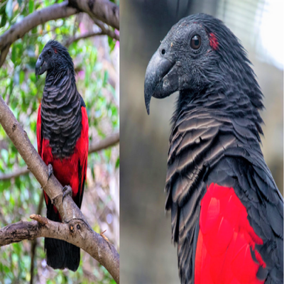 O Papagaio Drácula - Belo mas assustador