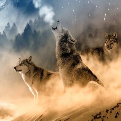 Porque os lobos uivam para a lua cheia?