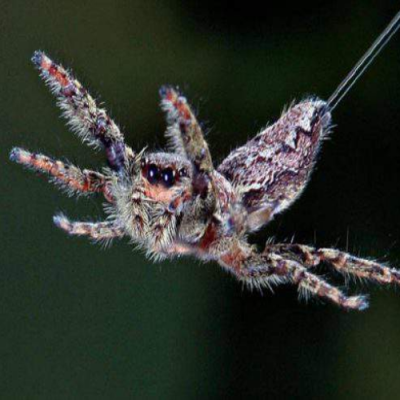 ConheÃ§a as incrÃ­veis aranhas voadoras
