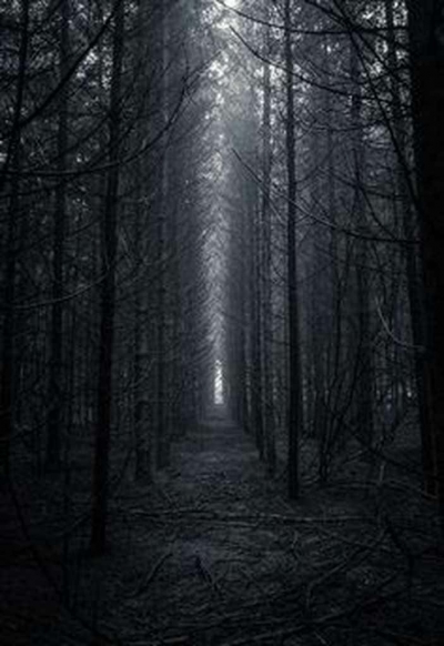 A misteriosa floresta do suicídio