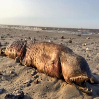 Estranha criatura sem olhos aparece em praia do Texas após passagem de furacão