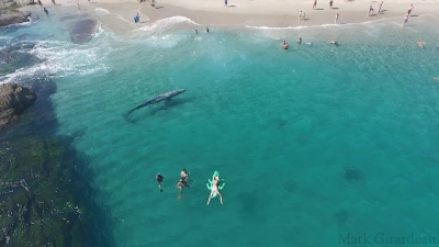 Drone mostra baleia nadando junto com pessoas