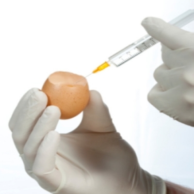 VocÃª sabia que algumas vacinas sÃ£o produzidas em ovos?