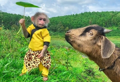 Macaco filhote se torna amigo de todos os animais que ela conhece