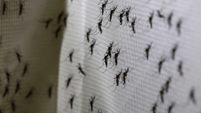 Casos de dengue têm aumento no Brasil este ano