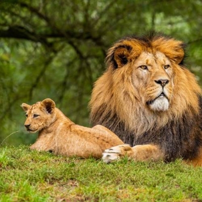 Por que o leão é considerado o rei da selva?