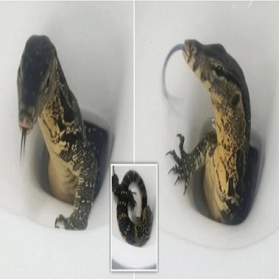 Turistas são surpreendidos por lagarto venenoso dentro de vaso sanitário
