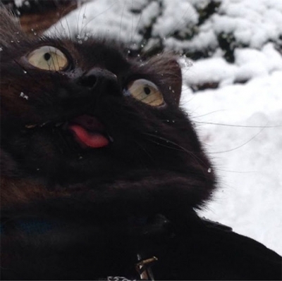Animais experimentando a neve pela primeira vez