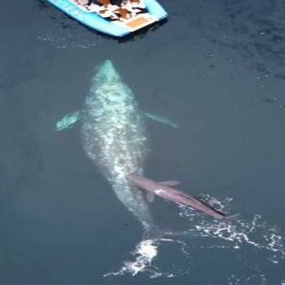 Observadores de baleias flagram o nascimento raro de uma baleia cinzenta