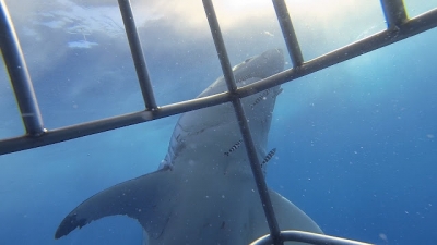 Tubarão entra na jaula de nadador e ele filma tudo