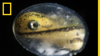 Veja uma salamandra crescer de uma cÃ©lula atÃ© seu nascimento