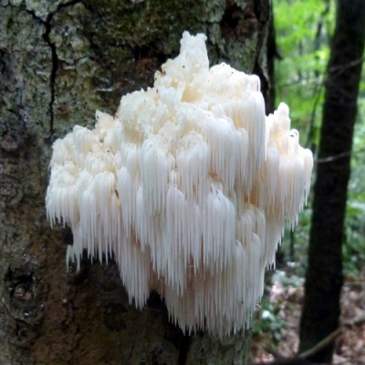 Do fantástico ao estranho: conheça nove espécies de fungos totalmente peculiares