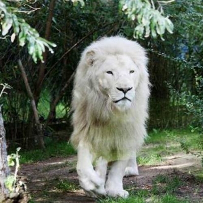 O leão mais raro do mundo
