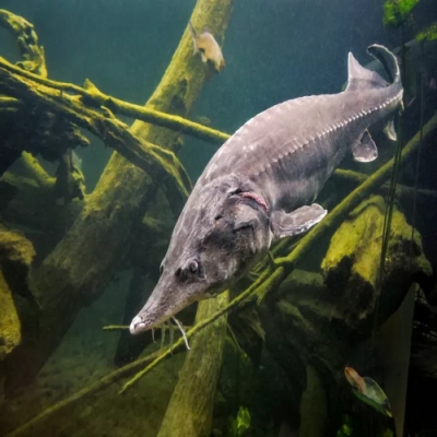 Os 10 maiores peixes de água doce do mundo