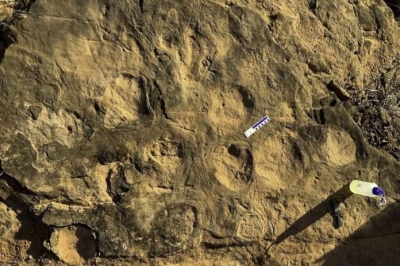 Pegadas de dinossauro são encontradas no interior de São Paulo; veja