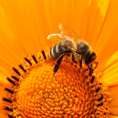 Como as abelhas fazem o mel?