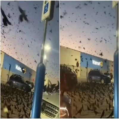 Centena de pássaros invadem estacionamento de shopping nos EUA