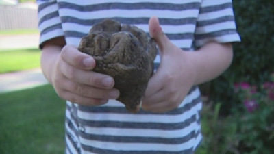 CrianÃ§a de 6 anos descobre dente de mastodonte em parque dos EUA