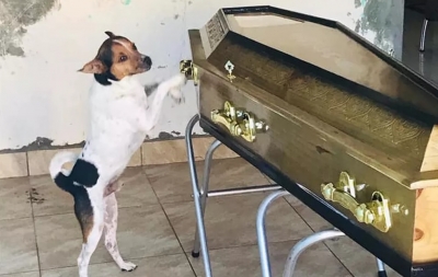 Cachorro chora e acompanha velÃ³rio da dona ao lado do caixÃ£o na Bahia
