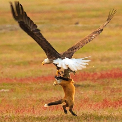 Incrível! Fotógrafo flagra momento exato que uma águia captura uma raposa