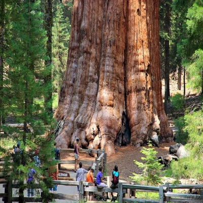 Gigantes da natureza: conheÃ§a as mais altas e robustas Ã¡rvores do mundo