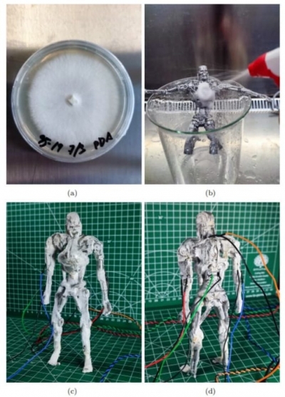 Pele feita de fungo é criada para robôs “sentirem” melhor o mundo ao redor