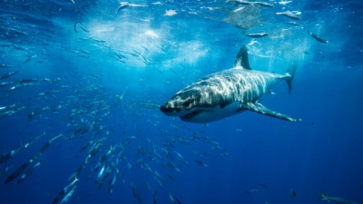 Tubarão-branco com mais de quatro metros ataca surfista