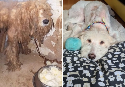 Cães antes e depois de serem adotados, a transformação é notável #4