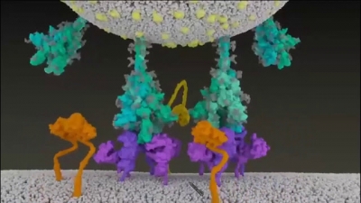 Animação mostra como Coronavírus infecta sua célula