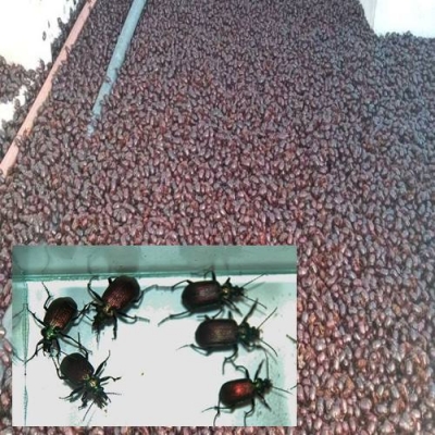 Milhares de besouros invadem cidade na Argentina