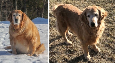 Veja algumas transformações incríveis de animais obesos
