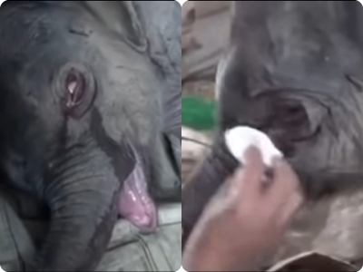 BebÃª elefante chora horas depois da rejeiÃ§Ã£o da mÃ£e