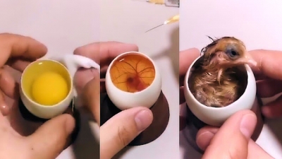 Crescendo um pintinho em um ovo aberto