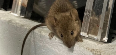 Transplante de fezes reverteu efeitos do envelhecimento em ratos