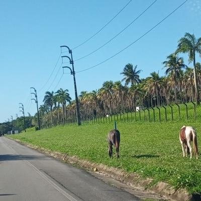 Cavalos soltos pela rodovia