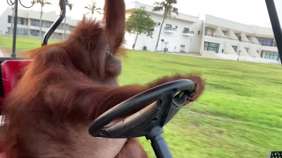 Orangotango aprende a dirigir carro sozinho!