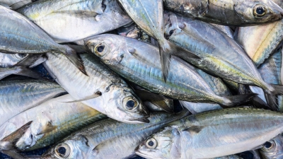 Toneladas de sardinhas mortas aparecem na costa do Japão