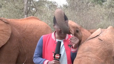 Filhote de elefante interrompe repórter ao vivo