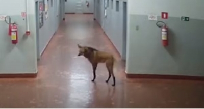 Lobo-guarÃ¡ Ã© flagrado passeando por corredores da USP