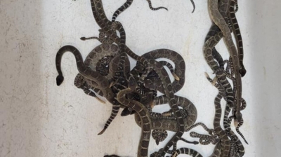 Mais de 80 cobras sÃ£o encontradas morando embaixo de uma casa nos EUA