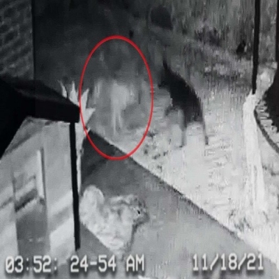 Homem afirma ter filmado um cão fantasma brincando com seu animal de estimação